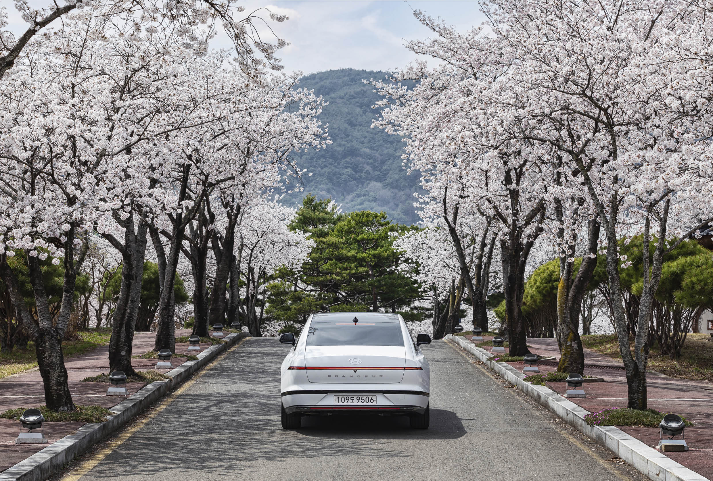 The 7th generation Grandeur is running on a road with cherry blossoms in full bloom