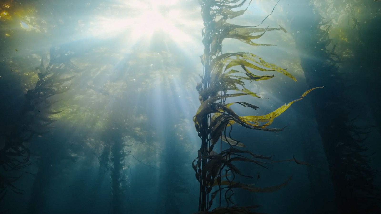 Underwater view of a sea forest with kelp growing in sunlight