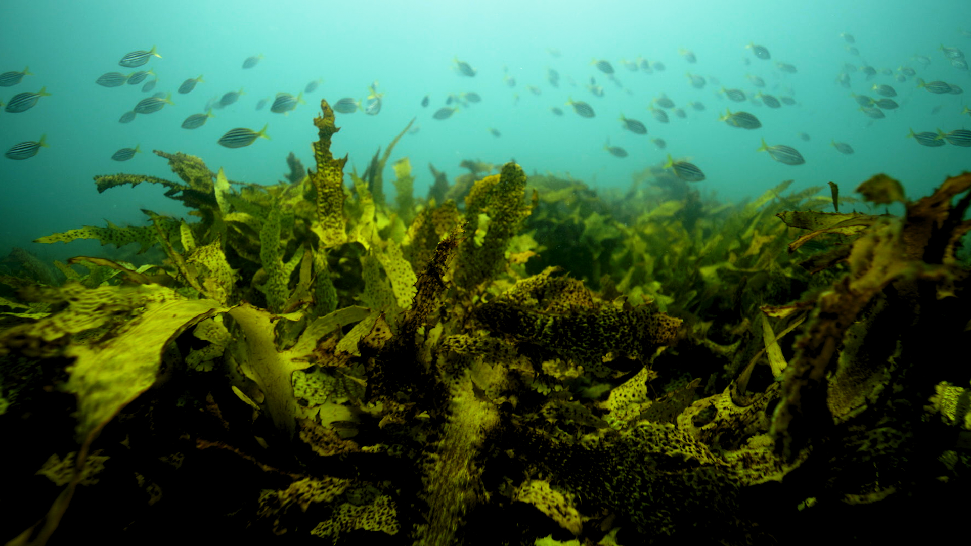 View of a healthy sea forest ecosystem with fish and seaweed