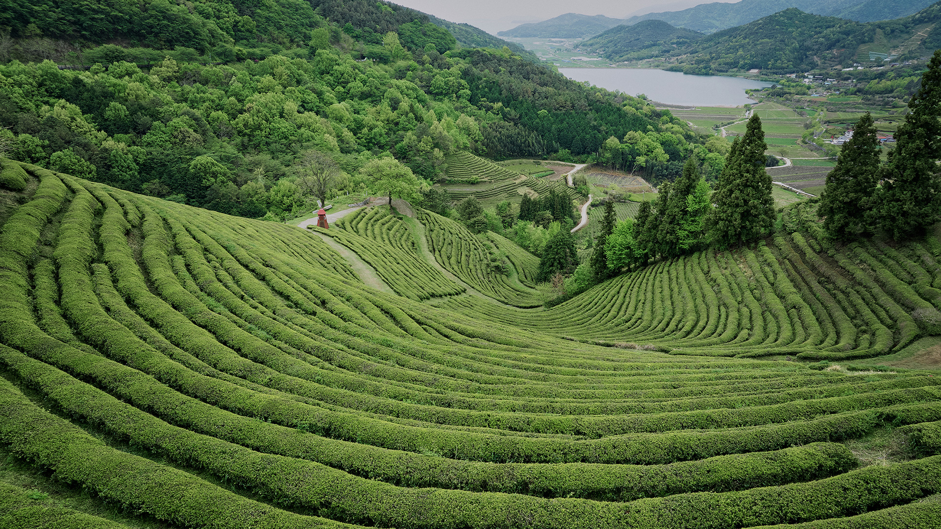 Panoramic view of the terraced green tea fields in Boseong