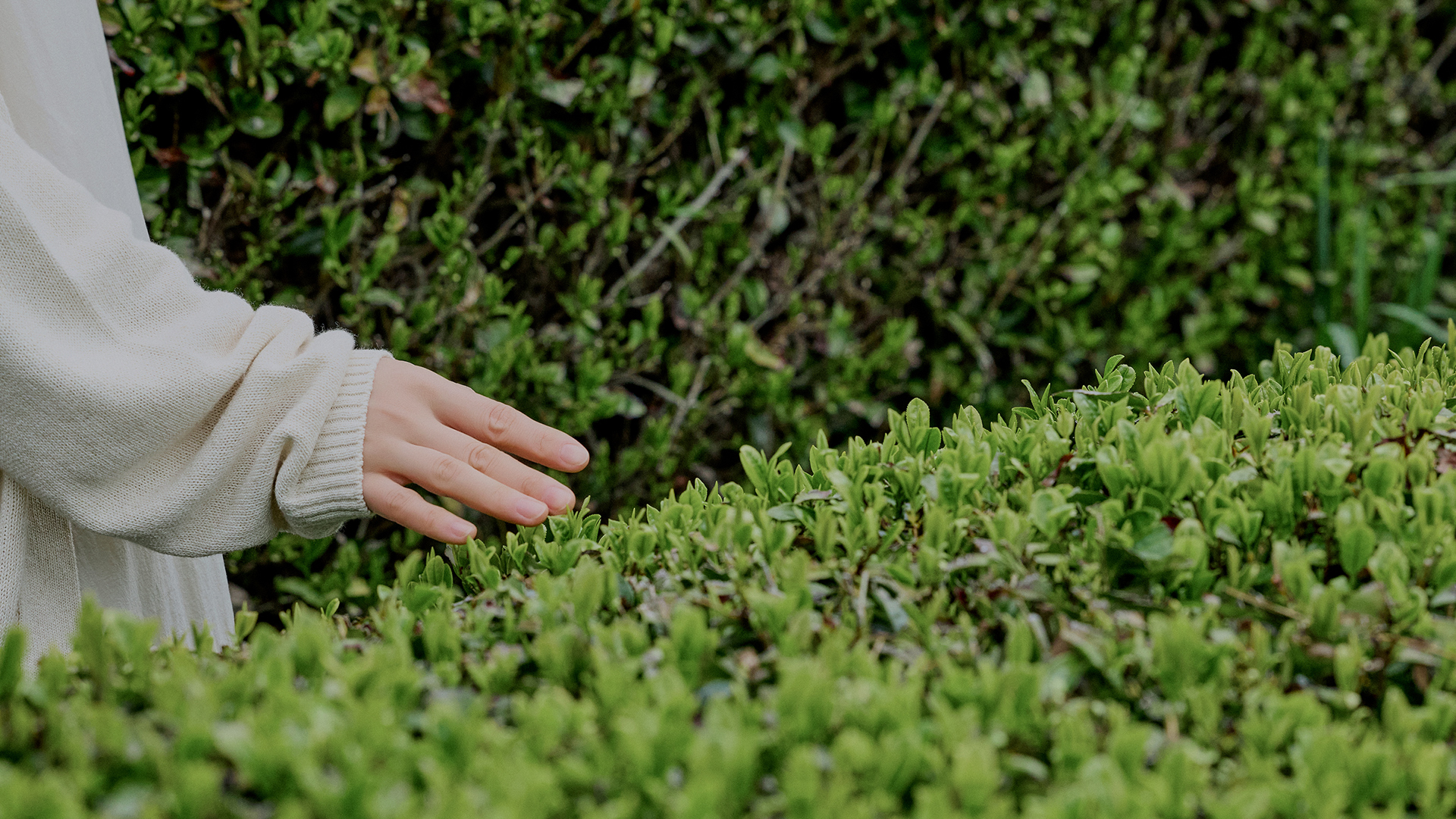 A person walking through the tea fields